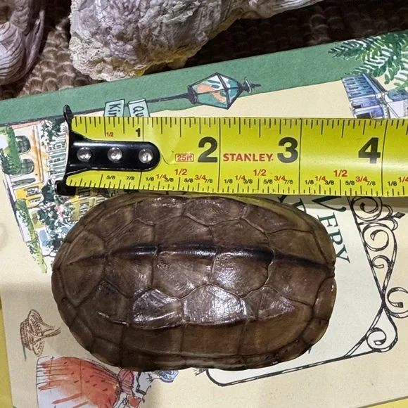 Real Brown Turtle Shell - Picture 8 of 9